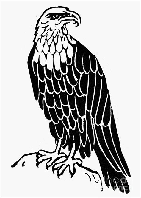 Bald Eagle Line Drawing at GetDrawings | Free download