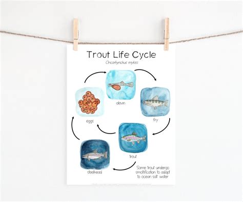 Rainbow Trout Life Cycle Printable - Etsy