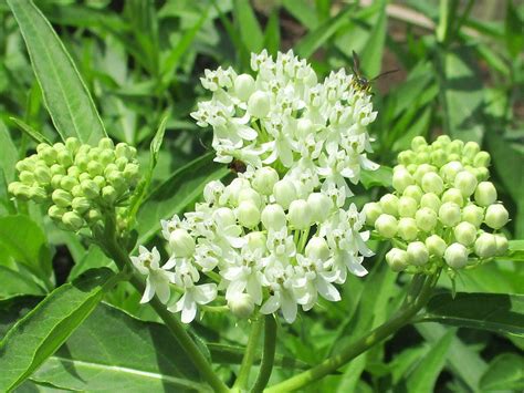 100 White Swamp Milkweed Seeds, Asclepias Incarnata White - Milkweed 4 ...