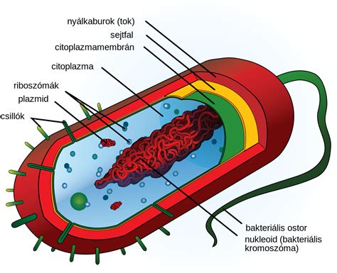 Fájl:Prokaryote cell diagram hu.svg – Wikipédia