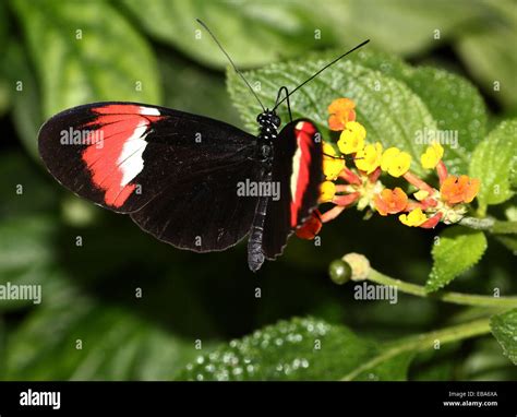 South American Heliconius heurippa butterfly, often considered a hybrid ...