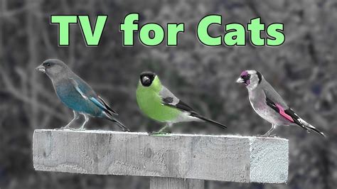 Cat TV ~ Birds for Cats to Watch Magic - YouTube