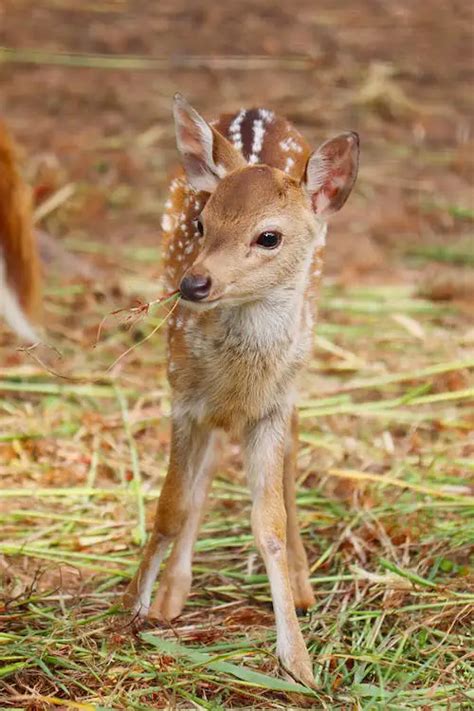 Fallow Deer Fawns Facts • Kids Animals Facts