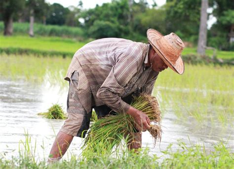 Asian Male Rice Farmer is Planting Rice in the Farm. Stock Photo - Image of farmland, machine ...