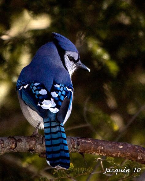 J'ai les bleus | Blue jay, Pet birds, Blue jay bird