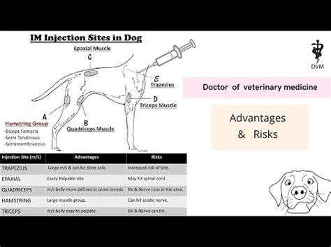 Intramuscular Injection Sites Dogs