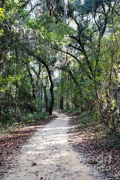 "Walk in Florida Woods" by Carol Groenen #florida #floridalandscape #floridaart #floridatrail ...