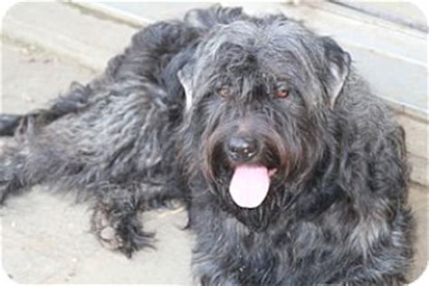 Stratford | Adopted Dog | Woonsocket, RI | Bouvier des Flandres Mix