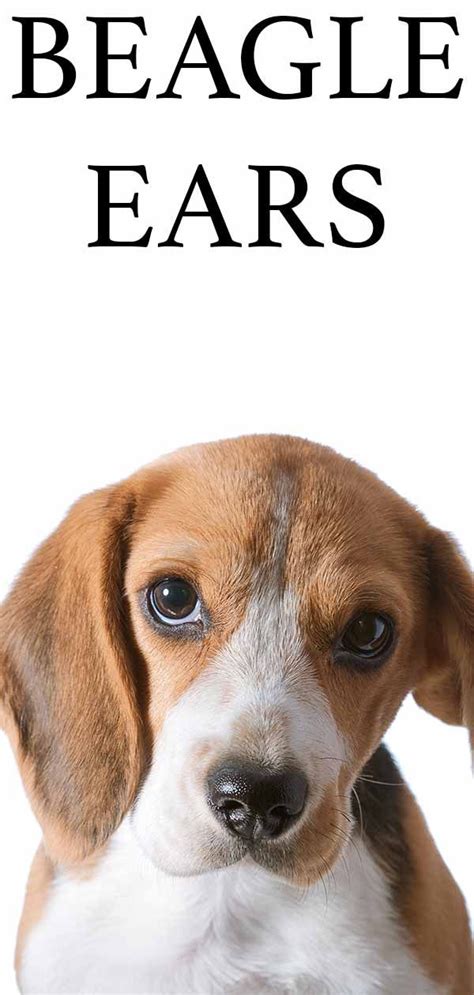 Beagle Ears – Do You Know the Best Way to Keep Them Healthy? in 2020 | Beagle, Ear cleaning, Dog ...