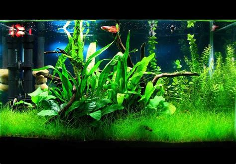 How To Care For Live Fish Tank Plants - How To Care Info