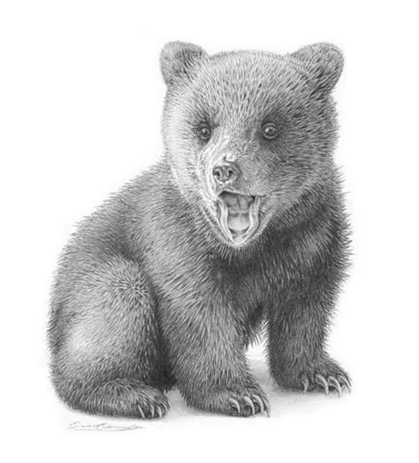 Gallery For > Bear Cubs Playing Drawing | Bear art, Bear cubs, Bear