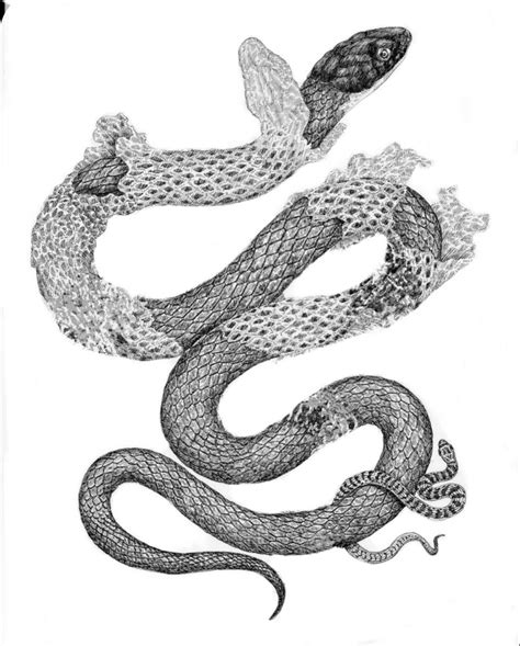 How to keep the snake molt? | Arm tattoos snake, Snake tattoo design, Snake illustration