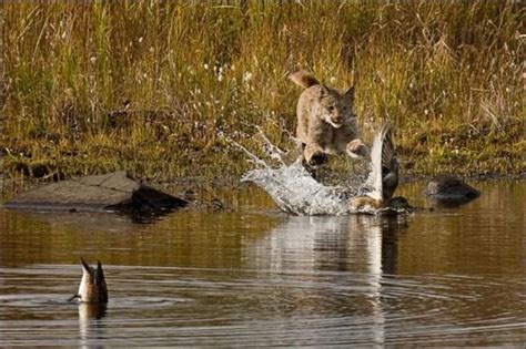 Wild Lynx Hunting | Animals