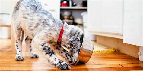 Best Puppy Food: Are Some Brands Better Than Others? | ReviewThis