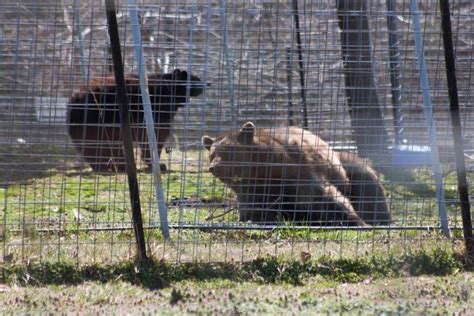 Big Cats and Bigger Hearts at Turpentine Creek Wildlife Refuge | The ...