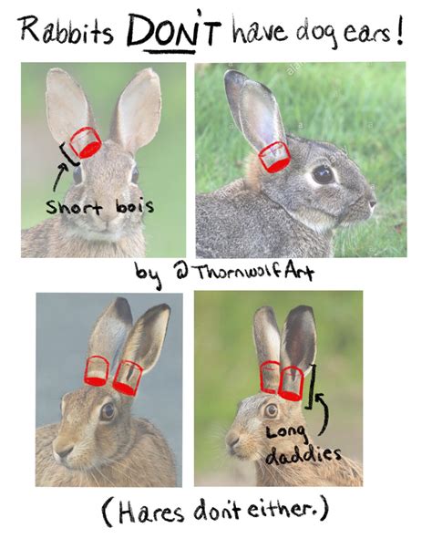 Tutorial: How to Draw Rabbit Ears — Thornwolf | The Art of Nicole Dornsife