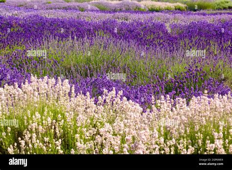 Lavender fields Snowshill Cotswolds Gloucestershire Stock Photo - Alamy