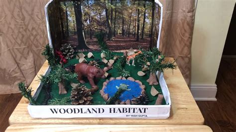 Woodland forest Habitat Diorama project - YouTube