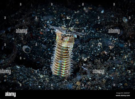 Bobbit Worm Eunice aphroditois Stock Photo - Alamy