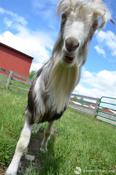 Animals of Farm Sanctuary — Patrick: The Goat with the Luck of the ...