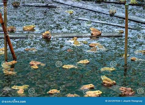 Frogs Farm for Agriculture at House. Cultivation of Frogs with Water ...