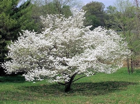 Tree With White Flowers – Many white flowering trees bloom before leaves occur on the branches ...