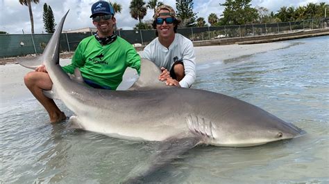 Giant Bull Sharks at the Docks - YouTube