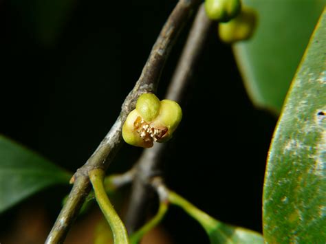 Garcinia indica | Clusiaceae (garcinia family) » Garcinia in… | Flickr