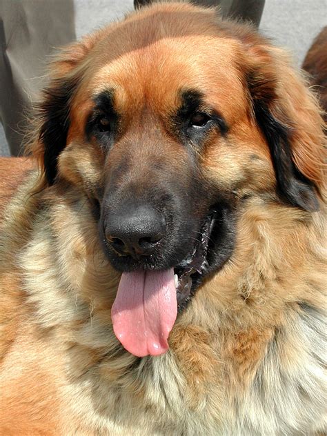 Leonberger Dog Info, Puppies, Temperament, Care, Training, Pictures