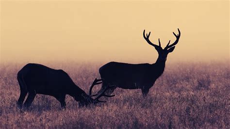 Family Deer Wallpapers - Wallpaper Cave