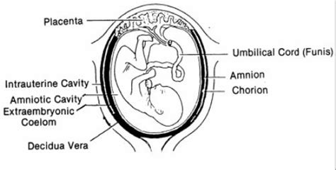 2.07 Fetal Membranes | Obstetric and Newborn Care I