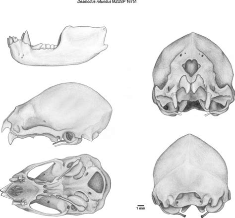 -Lateral, ventral, frontal, and occipital views of a skull of Desmodus ...