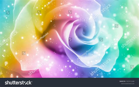 Rainbow Rose Background Rainbow Floral Background Stock Photo ...