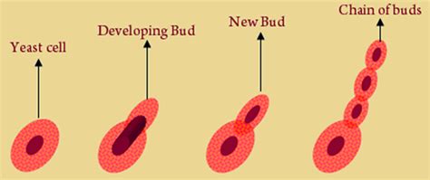 Budding - An Asexual Mode of Reproduction in Hydra and Yeast