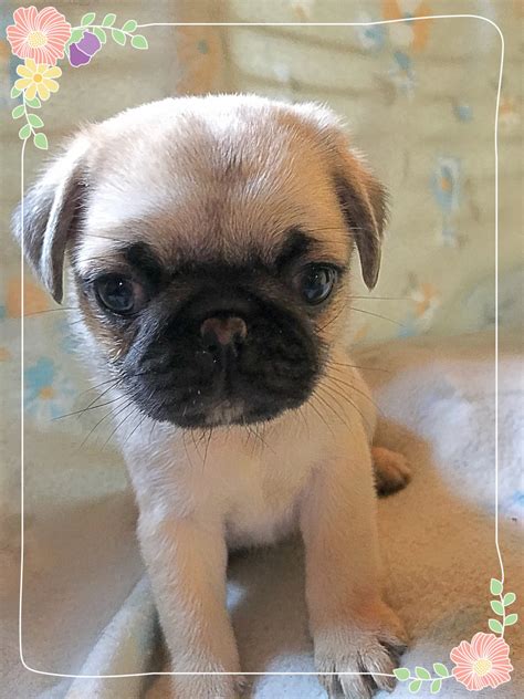 Pug Puppies For Sale | Mapleton, OR #273598 | Petzlover