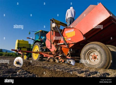 A GPS guided tractor planting potatoes with a four row planter in the ...