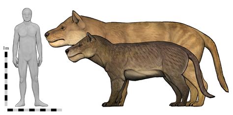 Compared to Megistotherium, Simbakubwa was rather smol. : r/Naturewasmetal