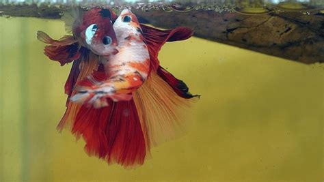 1,859 Betta Splendens Fighter Images, Stock Photos, 3D objects, & Vectors | Shutterstock