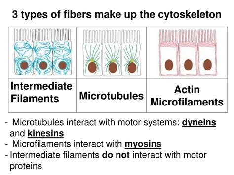 PPT - INTRODUCTION Unit 8 - Cytoskeleton PowerPoint Presentation, free download - ID:6350506