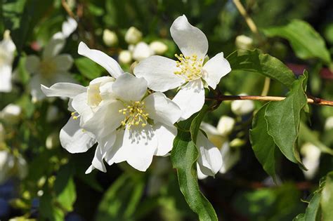 How to Grow Mock Orange Shrubs | Gardener’s Path