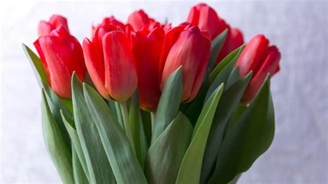 Learn All About Each Tulip Color Meaning | Petal Talk