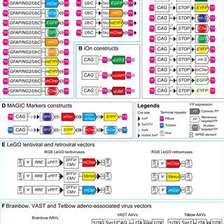 Scheme of constructs used to create acute transgenesis models such as ...