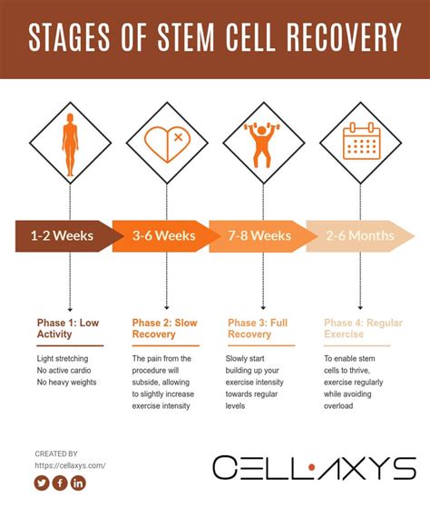 Stem Cell Therapy, Explained: Everything You Need To Know