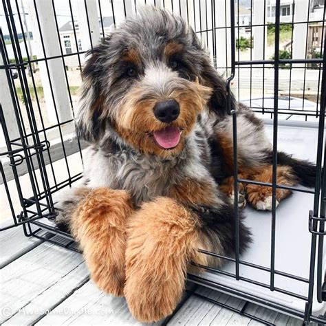 Best AussieDoodle Training Tips | Aussie doodle puppy, Doodle dog ...