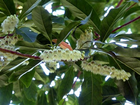 Elaeocarpus decipiens Hemsl. 1886 (ELAEOCARPACEAE) | Flickr