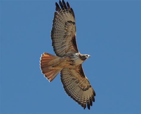 Hawks Common to Central Texas | BirdingLocations