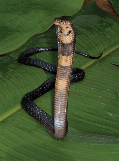 Cobra Snakes Of The Congo - Reptiles Magazine