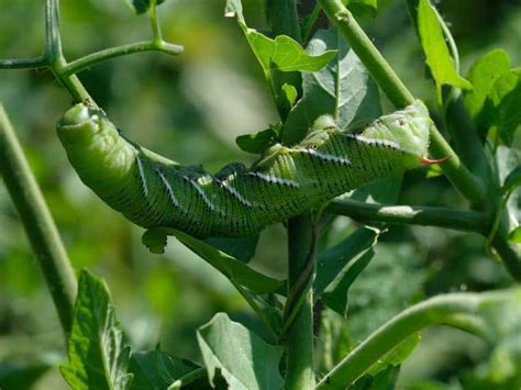 How To Get Rid of Tomato Hornworms: Garden Tips 2024 - Northern Nester