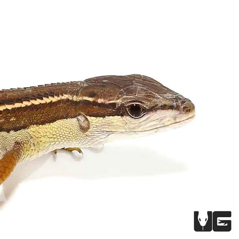 Long Tailed Grass Lizards For Sale - Underground Reptiles