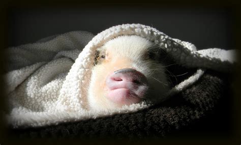 Mini Pig Sleeping Habits | Life with a Mini Pig